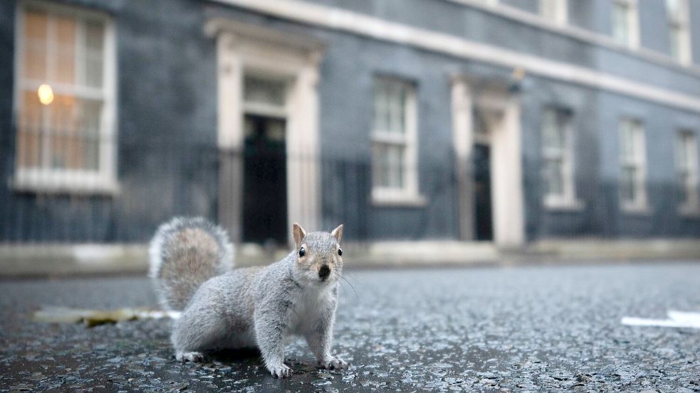 Viele Touristen finden die grauen Eichhörnchen niedlich. (Archivbild) Foto: James Manning/PA Wire/dpa