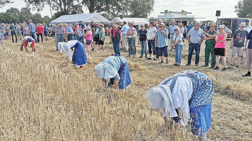 In Aperberg wird in Originaltrachten Korn geerntet. Foto: Gemeinde Apen