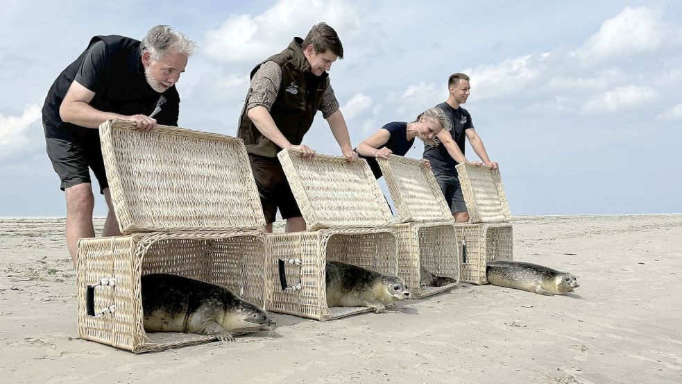 Der große Moment ist gekommen Odin, Friedtjof, Oskar und Reinhard werden in die Freiheit entlassen. Foto: Rebecca Kresse