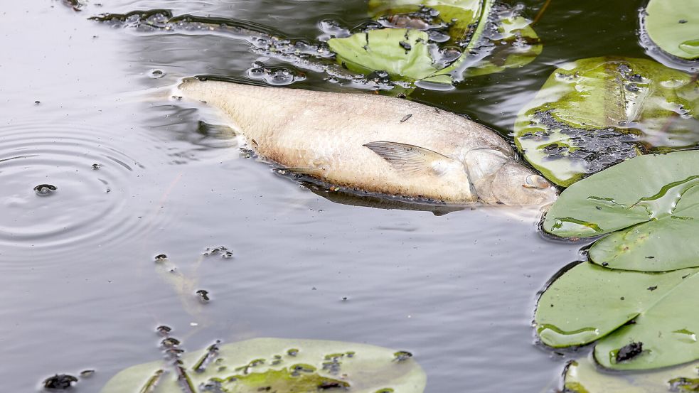 Ein toter Fisch schwimmt im Osterbekkanal in Hamburg. In der Jümme sind kürzlich ebenfalls Tiere verendet. Symbolfoto: Bodo Marks/dpa