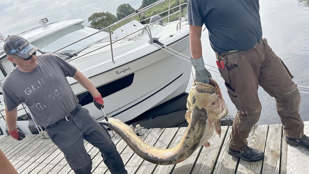 Auch große Welse sind bei dem Unglück verendet und müssen nun mit dem Boot oder vom Ufer aus geborgen werden. Foto: Fischereiverein Altes Amt Stickhausen