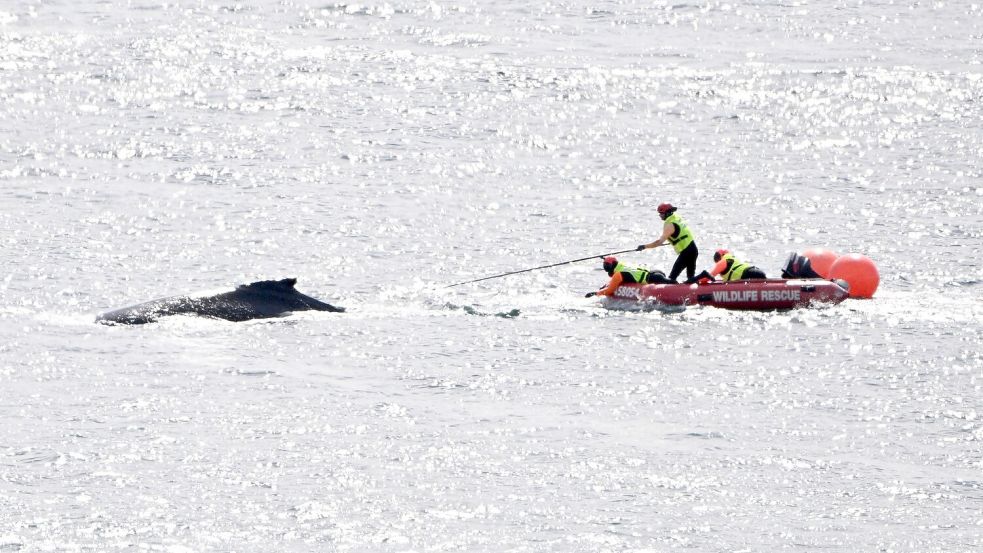 Die Rettungskräfte in Aktion: Im Hafen von Sydney konnte ein in Seilen und Bojen verhedderter Buckelwal befreit werden. Foto: Dan Himbrechts/AAP Image/AP