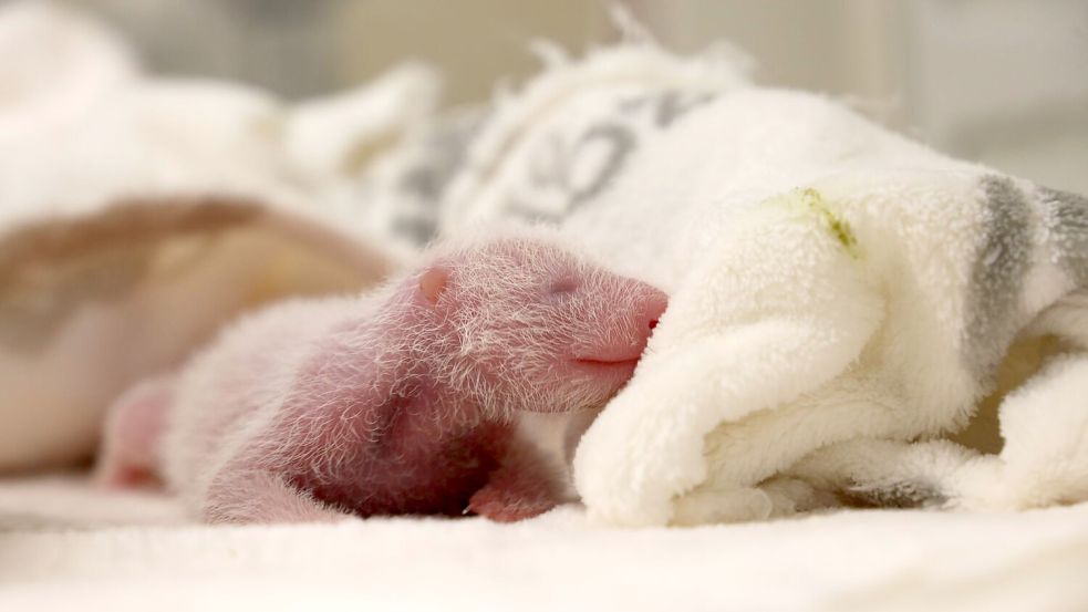 Die Panda-Zwillinge haben ein paar Gramm zugenommen. Foto: ---/Zoo Berlin/dpa