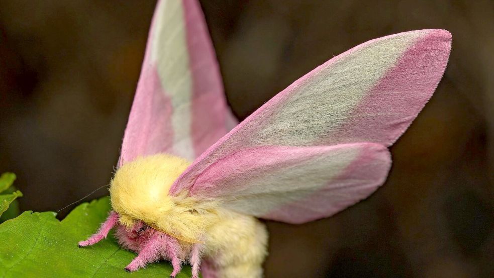 Hübsch sieht der Falter Dryocampa rubicunda mit seinen zarten Farben und der wilden Löwenmähne aus. Foto: Jeremy Squire/Florida Museum of Natural History/dpa