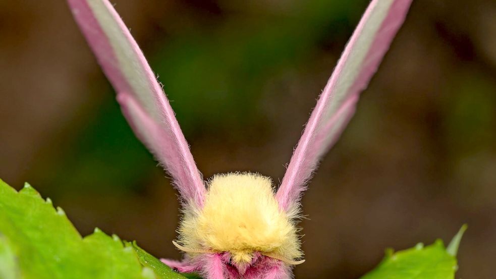 Hübsch sieht der Falter Dryocampa rubicunda mit seinen zarten Farben und der wilden Löwenmähne aus. Foto: Jeremy Squire/Florida Museum of Natural History/dpa