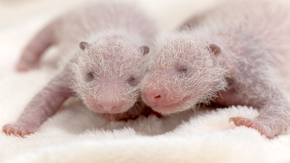 Die Panda-Zwillinge im Berliner Zoo sind Weibchen. Foto: -/Zoo Berlin/dpa