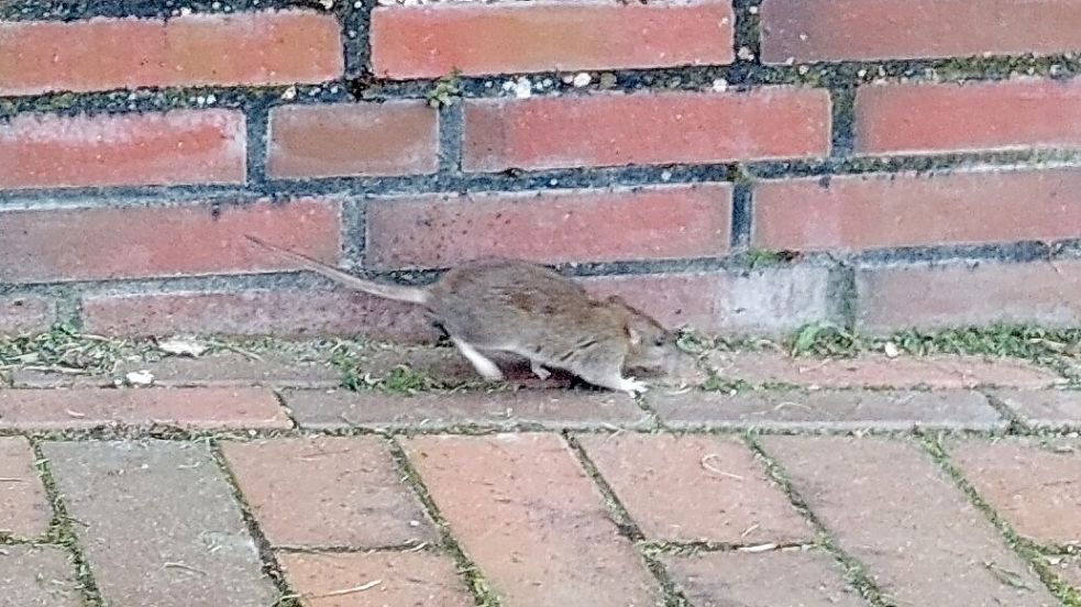 Die Ratte lässt sich am Delft in der Nähe der Blauen Brücke nur wenig von den Spaziergängerinnen einschüchtern. Foto: Hanssen