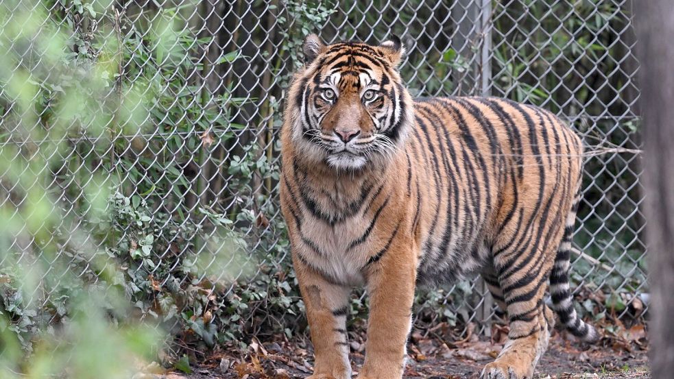 In dem Freizeitpark leben Sumatra-Tiger und Bengalische Tiger. (Symbolbild) Foto: Arne Dedert/dpa