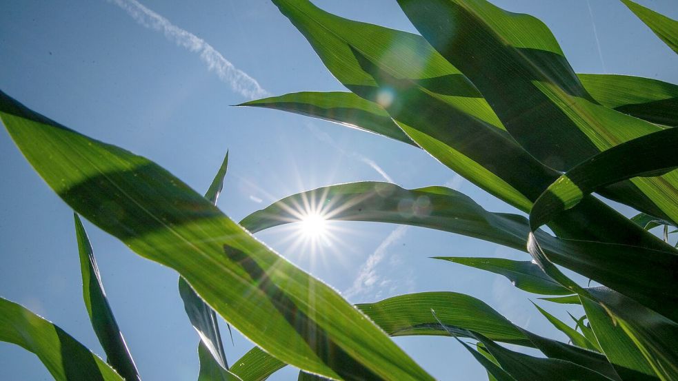 Innerhalb Deutschlands war es vor allem im Süden und Osten warm. (Archivbild) Foto: Pia Bayer/dpa