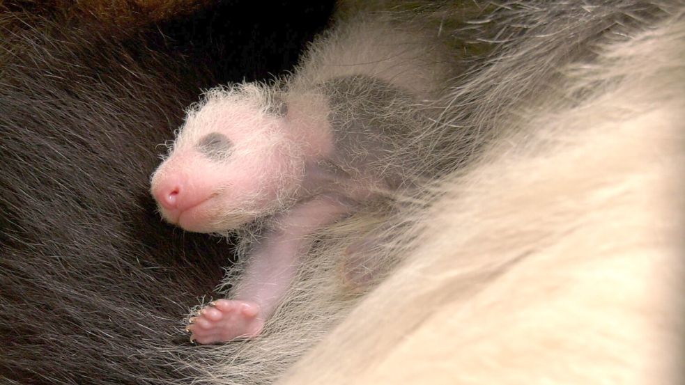 Seit ihrer Geburt haben die Zwillinge ihr Gewicht mehr als verdoppelt. Foto: -/Zoo Berlin/dpa