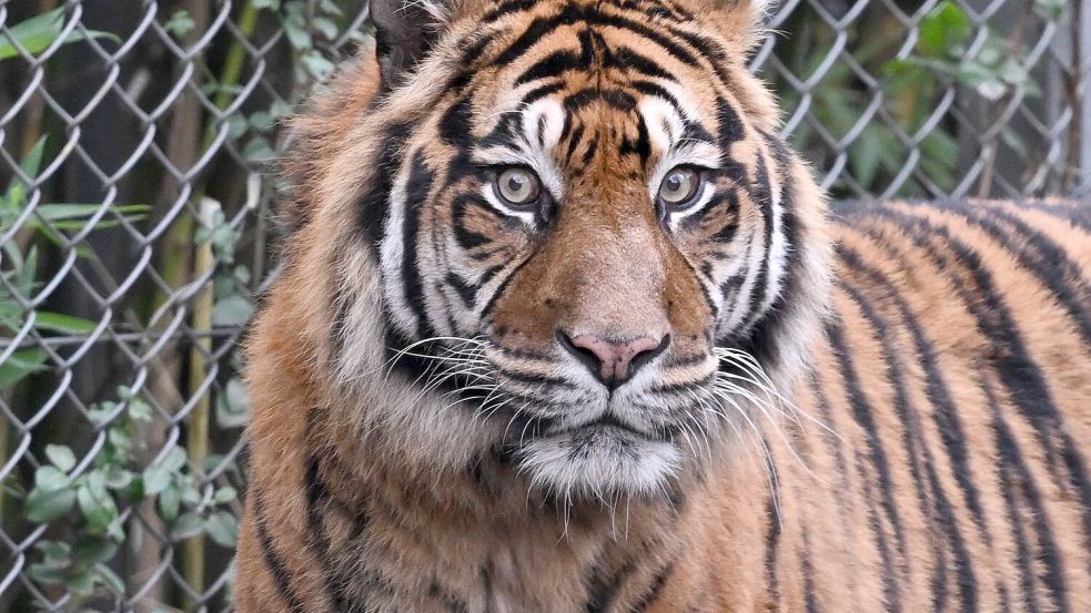 Sumatra-Tiger sind vom Aussterben bedroht. (Archivbild) Foto: Arne Dedert/dpa