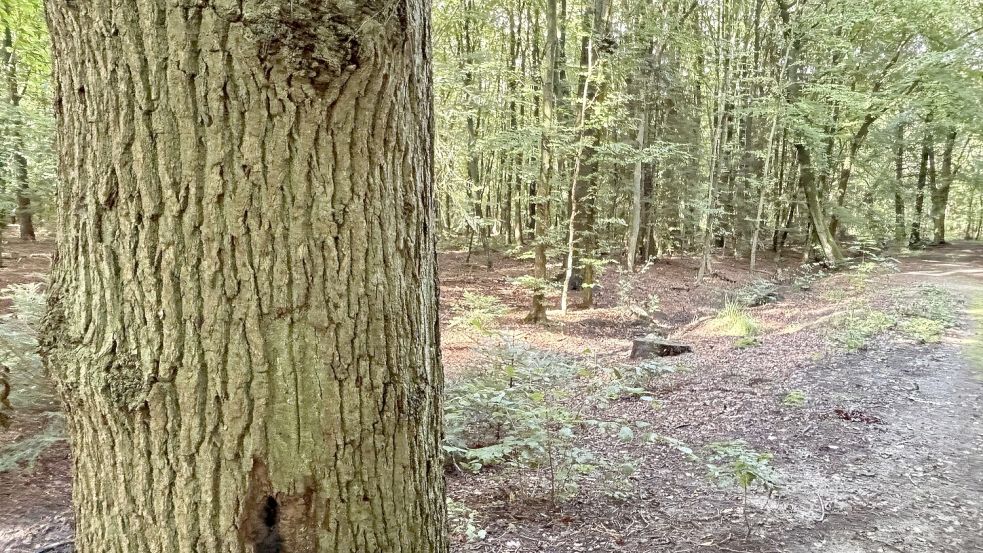 Das Popenser Gehölz wird zum Bestattungswald. Foto: Luppen