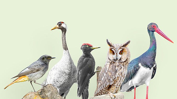 Diese Kandidaten stehen zur Wahl für den Vogel des Jahres 2025: Hausrotschwanz, Kranich, Schwarzspecht, Waldohreule, Schwarzstorch (von links nach rechts) Foto: NABU/D. Lorenz/BIA, M. Suarez Porras/BIA, C. Bosch, O. Prosicky/BIA, M. Schäf