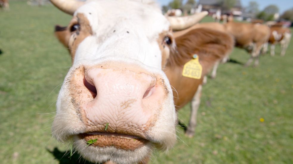 Am 23. Šeptember ist EU-Bio-Tag. Symbolfoto: Kahnert/dpa