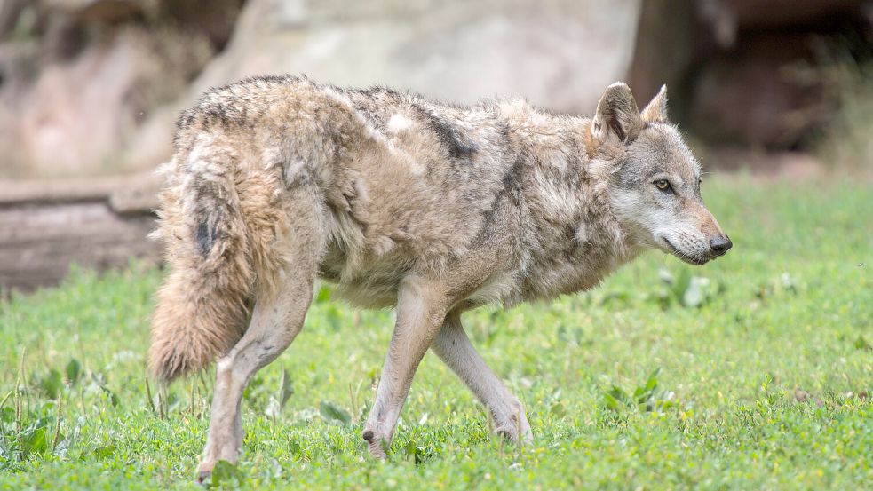 Deutschland befürwortet schnellere Maßnahmen gegen die Bedrohung durch Wölfe. Foto: dpa/Wolfram Kastl