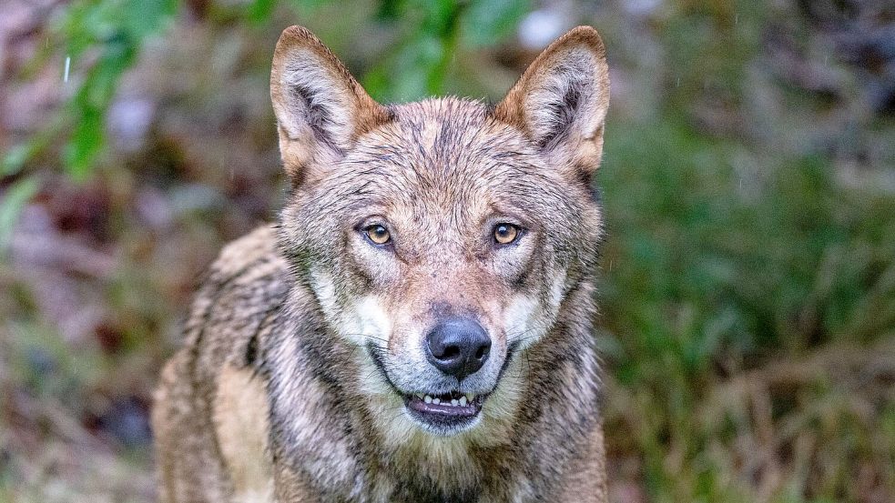 Wölfe könnten künftig einfacher abgeschossen werden. (Archivbild) Foto: Armin Weigel/dpa