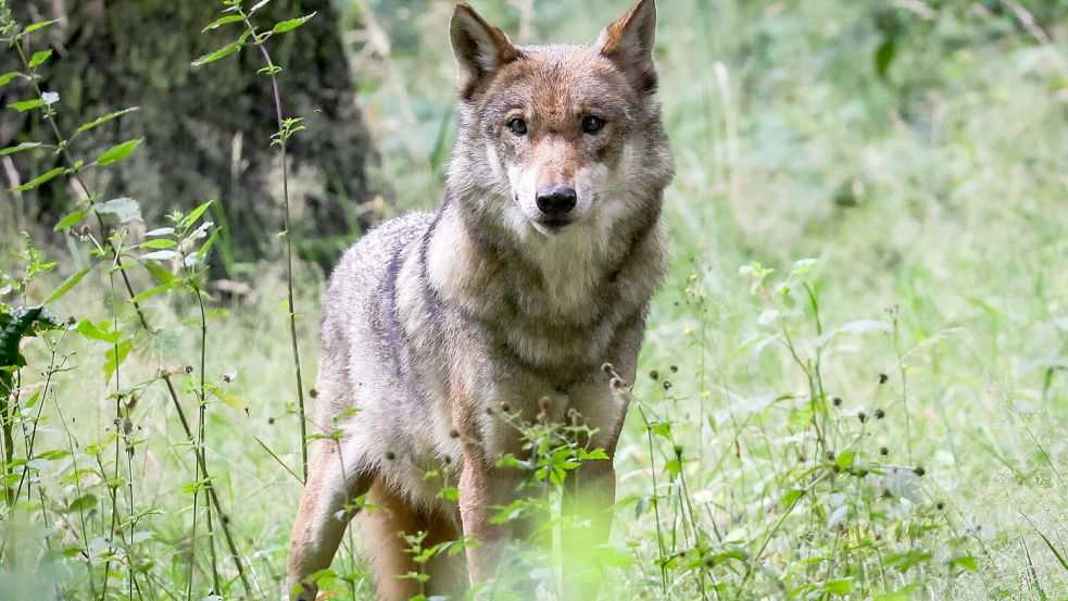 Die Jagd auf Wölfe könnte bald möglich werden. Foto: dpa/ Christian Charisius