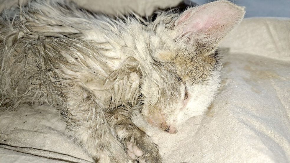 Die unterkühlte Katze wurde direkt nach der Bergung aufgepäppelt. Foto: privat/Junker