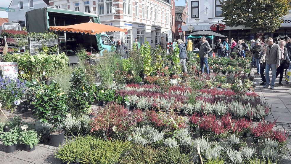 Namensgeber der Veranstaltung: Die Heidepflanze steht als Herbstblüher sinnbildlich für den Auricher Pflanzenmarkt, der von einem verkaufsoffenen Sonntag begleitet wird.