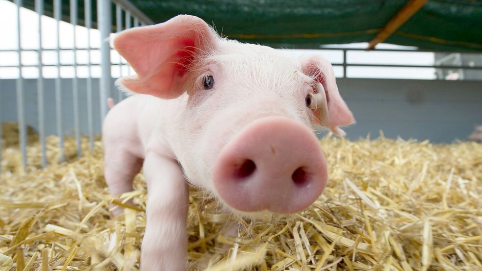 Schweine werden oft als schmutzig bezeichnet. Dabei ist eigentlich das Gegenteil der Fall. (Archivbild) Foto: Sebastian Kahnert/dpa-Zentralbild/dpa