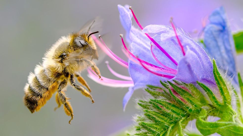 Fleißige Bienchen? Die gestreiften Insekten sind jedoch gar nicht so tüchtig, wie man meint. (Archivbild) Foto: Patrick Pleul/dpa