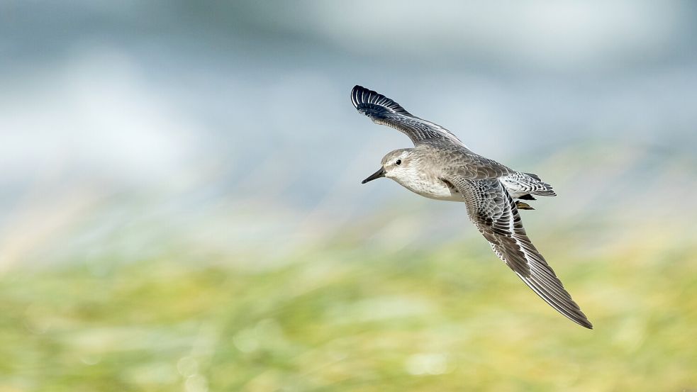 Der Knutt wird auch Islandstrandläufer genannt. Seinen Namen soll er von dem anglo-skandinavischen König Knut der Große aus dem 11. Jahrhundert haben, dessen Leibspeise er gewesen sein soll. Foto: Ralph Martin