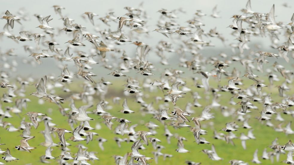 Vogelschwärme – wie hier von Knutts, Alpenstrandläufern und Sandregenpfeifern – illustrieren den Artenreichtum, der insbesondere während der Zugvogeltage im Nationalpark Niedersächsisches Wattenmeer zu bestaunen ist. Foto: Gundolf Reichert /NLPVW