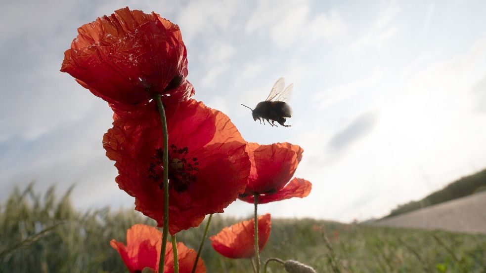 Die Vielfalt der Insekten ist stark gesunken (Symbolbild). Foto: Sebastian Gollnow/dpa