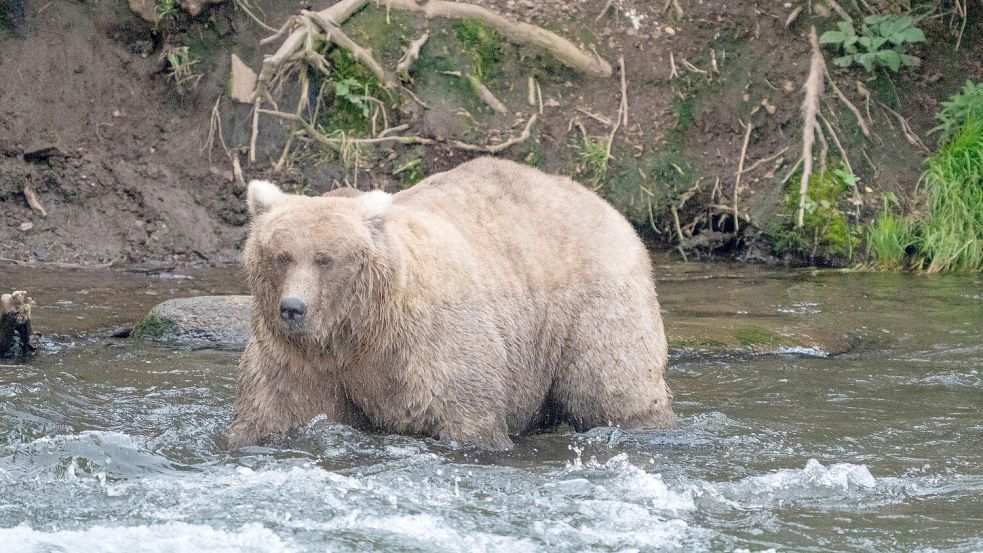 Kann Braunbärin Grazer in diesem Jahr ihren Titel verteidigen? (Archivbild) Foto: F. Jimenez/National Park Service/AP/dpa