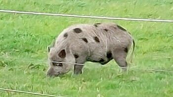 Ein Hängebauchschwein sorgte bereits für viel Aufruhr in Rhauderfehn und soll zudem ein Pferd verletzt haben. Mittlerweile soll ein zweites Hängebauchschwein (Foto) aufgetaucht sein. Foto: privat