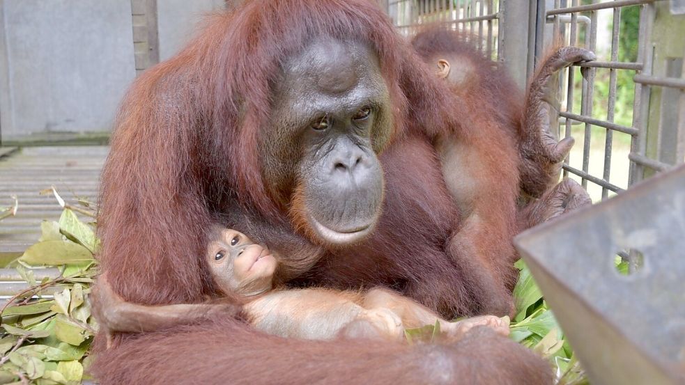 Supermama Du kümmert sich nun um zwei Kinder - und bekommt im Rettungszentrum Nyaru Menteng Unterstützung. Foto: Bos Foundation/dpa