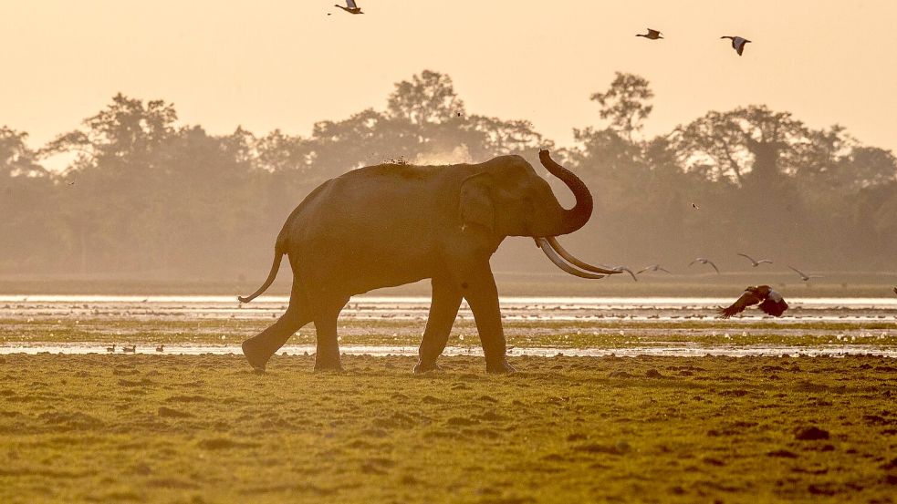 Indien hat mehrere Systeme mit Künstlicher Intelligenz entwickelt, um seine Elefanten besser zu schützen. Foto: Anupam Nath/AP/dpa