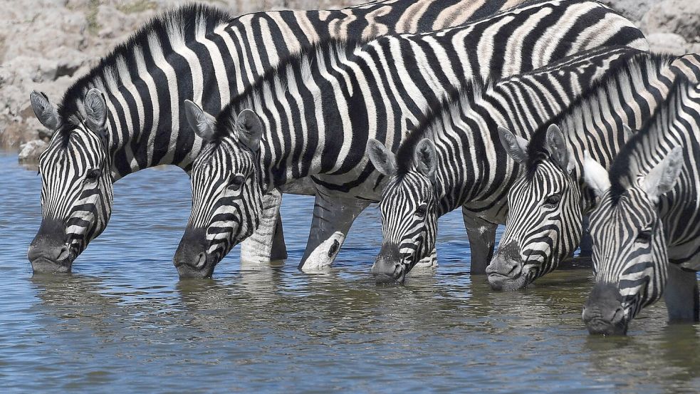 Bei Zebras sind Fellmuster einzigartig und so entschlüsselbar. Foto: Chen Cheng/XinHua/dpa