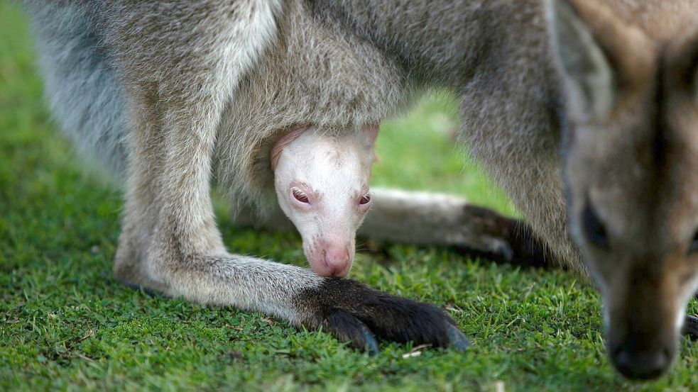 Olaf hätte in der Wildnis kaum Überlebenschancen. Foto: Symbio Wildlife Park/dpa