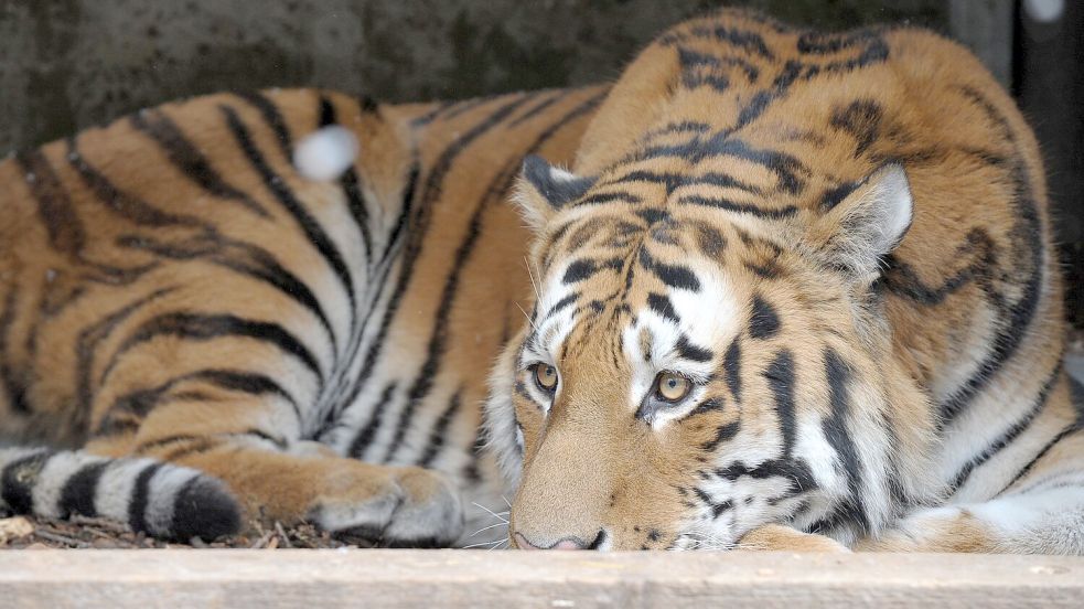 Mehr als 50 Raubkatzen sind bereits verendet. (Symbolbild) Foto: Ronald Wittek/dpa