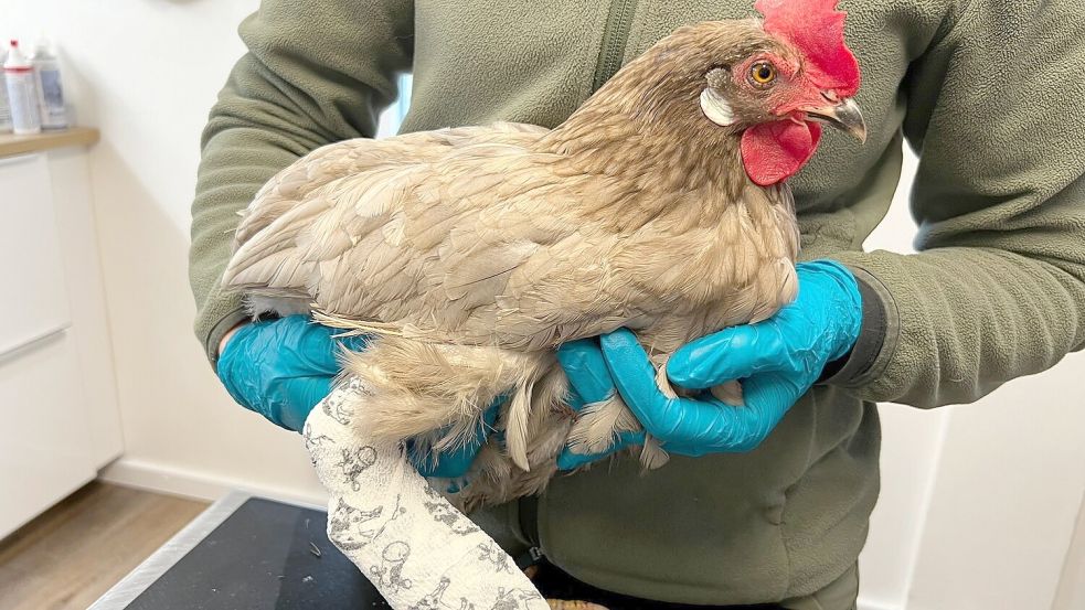 Das Huhn nimmt sein Schicksal mit stoischer Miene auf. Foto: privat