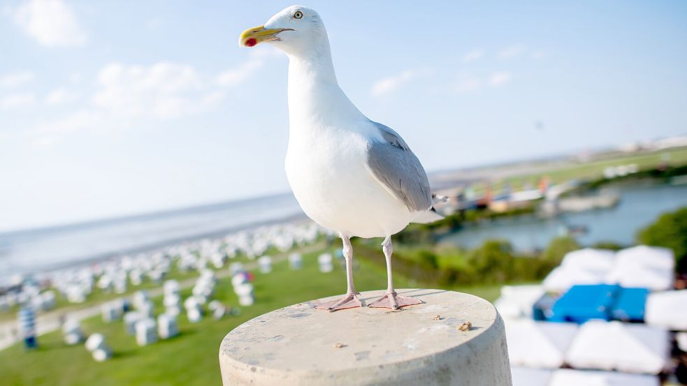 Urlauber kommen gerne wegen der guten Luft an die Nordseeküste. Das Foto entstand in Norddeich. Doch wie gut ist die Luftqualität in Ostfriesland wirklich? Foto: Dittrich/DPA/Archiv