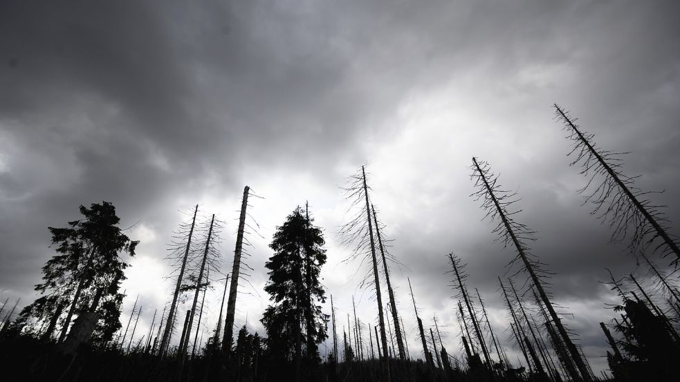 Abgestorbene Fichten im Harz: Um die deutschen Wälder steht es nicht gut. Foto: dpa/Julian Stratenschulte