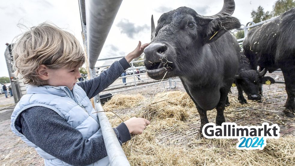 Theo (6 Jahre alt) aus Leer ist beim Viehmarktauftrieb hautnah dabei. Foto: Ortgies