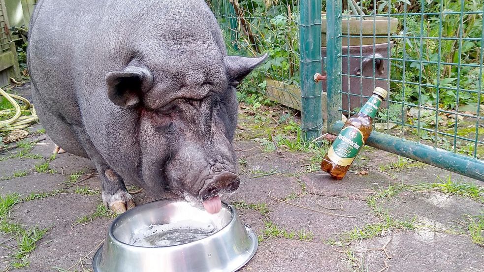 Leserin Elfriede Boerg gibt ihrem Eber Rambo (Foto) vor Impfungen gerne ein Bier zu trinken. Dadurch soll das Tier weniger Angst vor der Spritze haben. Könnten auch die Rhauderfehner Hängebauchschweine durch Gerstensaft angelockt werden? Fotos: privat