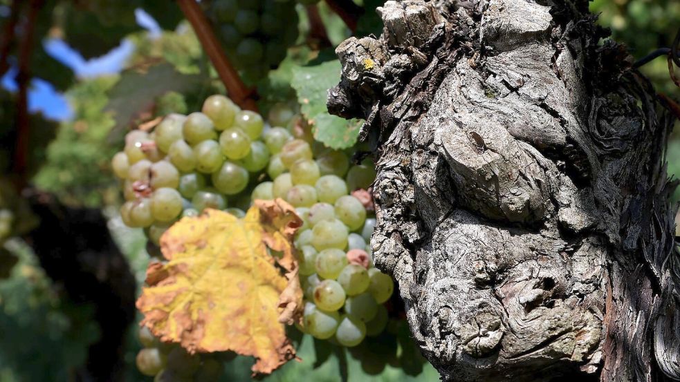 Extreme Wetterlagen wirken sich auf die Weinlese für den Jahrgang 2024 aus. (Archivbild) Foto: Karl-Josef Hildenbrand/dpa