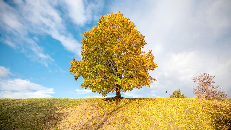 Es ist nicht alles schlecht: herbstlich gefärbter Laubbaum in der Sonne Foto: dpa