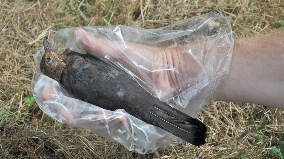 Tote Vögel sollten begraben oder in einer Plastiktüte im Restmüll entsorgt werden. Foto: Bosch