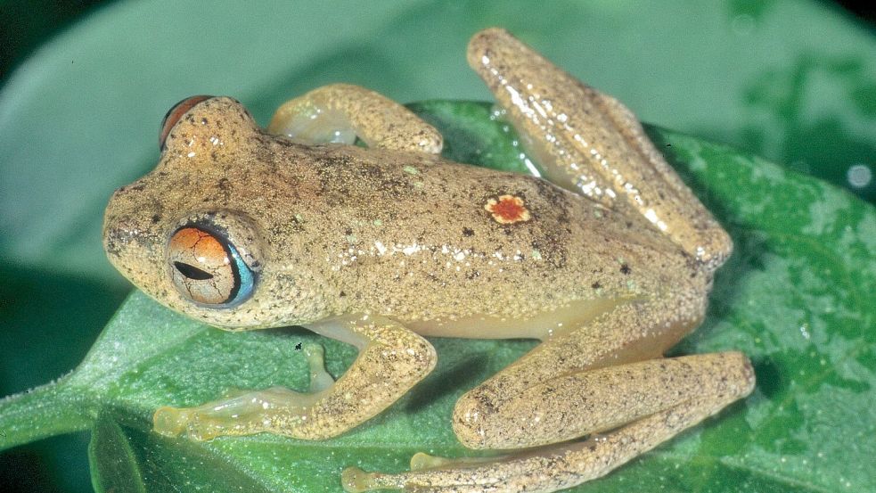 Andere Frösche quaken, diese trillern wie Vögel. Foto: Miguel Vences/Frank Glaw/dpa