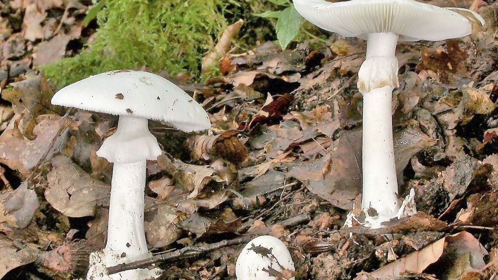 In Essen werden drei Kinder und ein Erwachsener wegen akuten Leberversagens behandelt. Sie hatten vom giftigen Knollenblätterpilz gegeseen. (Foto Archiv) Foto: Rainer Wald/Deutsche Gesellschaft für Mykologie e.V./dpa