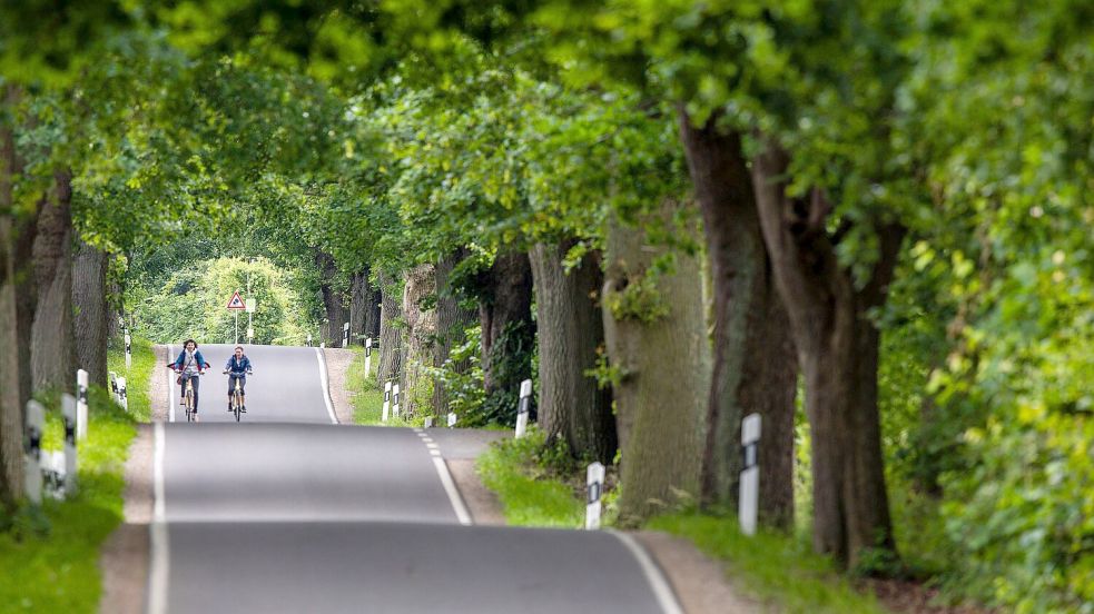 Mit ihren mächtigen Kronen sorgen Alleen für einen Tunneleffekt (Archivbild). Foto: Jens Büttner/dpa