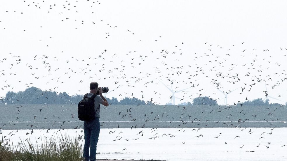 Bei den Zugvogeltagen dreht sich alles um die Vögel im Wattenmeer. Foto: Schuldt/dpa