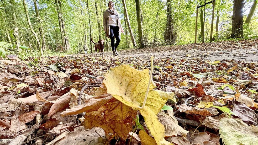 Im Julianenpark in Leer ist der Spaziergang derzeit schon herbstlich schön. Was man noch so ausfressen kann, hat die Lokalredaktion Leer zusammengetragen. Foto: Ortgies