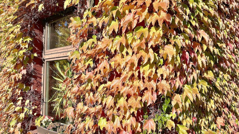 Es herbstet sehr. Foto: Ortgies