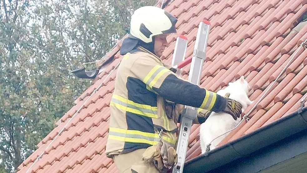 Kater Oskar konnte befreit werden. Foto: Privat